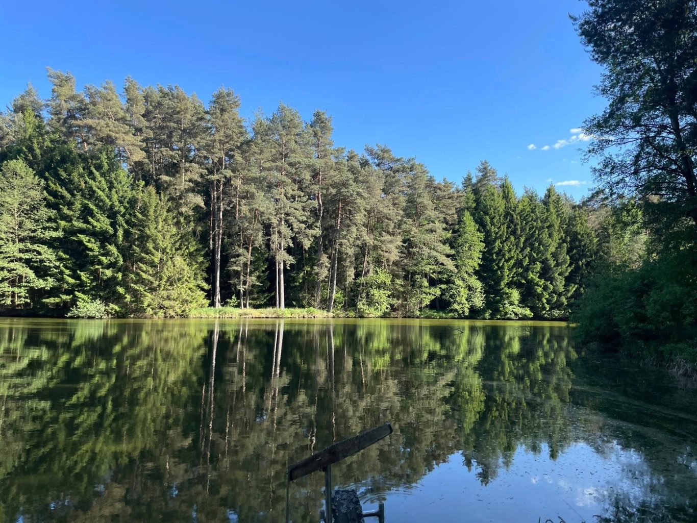 Der Krummweiher Ein ruhiger Waldsee, umgeben von hohen Bäumen und blauem Himmel.