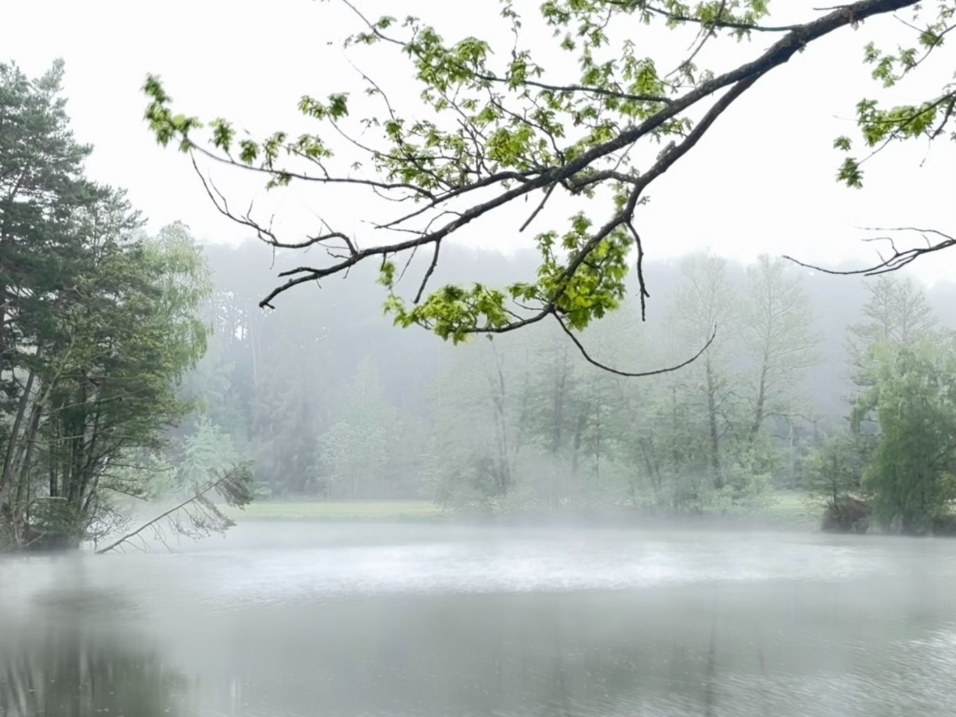 Stimmung am Krummweiher Ruhiger See in sanfter Nebel, umgeben von Bäumen und frischen grünen Blättern.